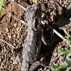 Pogona barbata at Hackett, ACT - suppressed