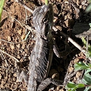Pogona barbata at Hackett, ACT - suppressed