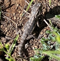 Pogona barbata at Hackett, ACT - suppressed