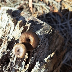 Lentinus arcularius at Watson, ACT - 1 Apr 2025 04:01 PM