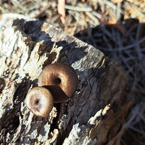 Lentinus arcularius at Watson, ACT - 1 Apr 2025 04:01 PM