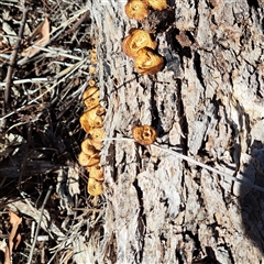 Lentinus arcularius at Watson, ACT - 1 Apr 2025 04:01 PM