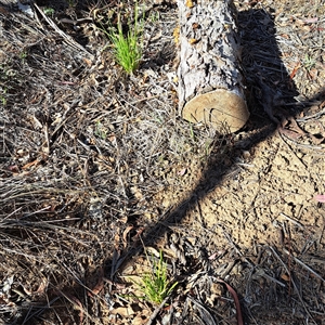 Carex appressa at Watson, ACT - 1 Apr 2025 04:00 PM