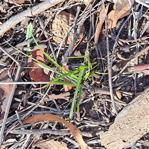 Carex appressa at Watson, ACT - 1 Apr 2025 04:00 PM