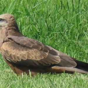 Milvus migrans at Carrathool, NSW - 1 Apr 2025 12:10 PM