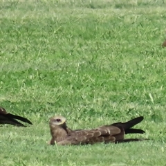 Milvus migrans at Carrathool, NSW - 1 Apr 2025 12:10 PM