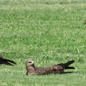 Milvus migrans at Carrathool, NSW - 1 Apr 2025 12:10 PM