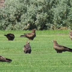 Milvus migrans at Carrathool, NSW - 1 Apr 2025 12:10 PM