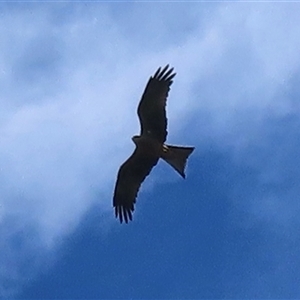 Milvus migrans at Carrathool, NSW - 1 Apr 2025 12:10 PM