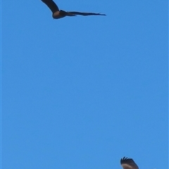 Milvus migrans at Carrathool, NSW - 1 Apr 2025 12:10 PM