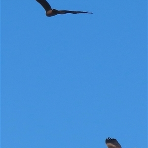 Milvus migrans at Carrathool, NSW - 1 Apr 2025 12:10 PM