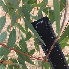 Eucalyptus blakelyi at Crowther, NSW - 28 Mar 2025 12:27 PM