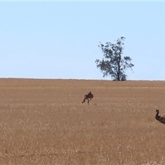 Dromaius novaehollandiae at Neds Corner, VIC - 31 Mar 2025 12:25 PM