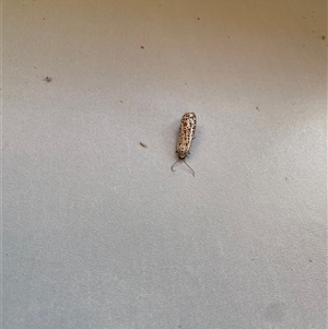 Utetheisa pulchelloides at West Albury, NSW - 31 Mar 2025 08:55 AM