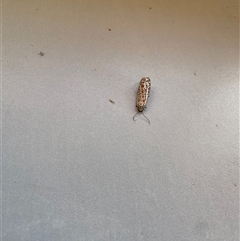 Utetheisa pulchelloides at West Albury, NSW - 31 Mar 2025 08:55 AM