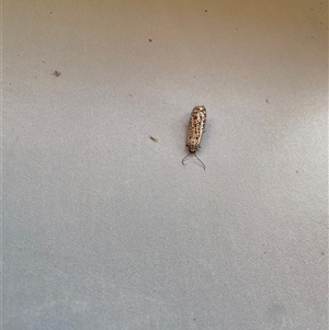Utetheisa pulchelloides at West Albury, NSW - 31 Mar 2025 08:55 AM