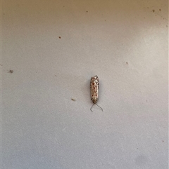 Utetheisa pulchelloides at West Albury, NSW - 31 Mar 2025 08:55 AM