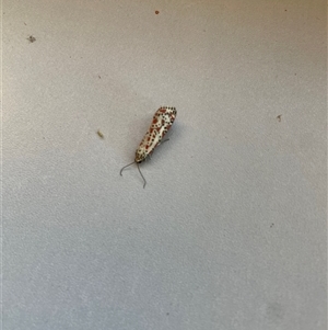 Utetheisa pulchelloides at West Albury, NSW - 31 Mar 2025 08:55 AM