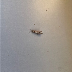 Utetheisa pulchelloides at West Albury, NSW - 31 Mar 2025 08:55 AM