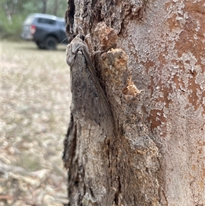 Abantiades (genus) at Talmalmo, NSW - 29 Mar 2025 02:49 PM