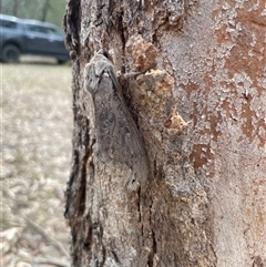 Abantiades (genus) at Talmalmo, NSW - 29 Mar 2025 02:49 PM