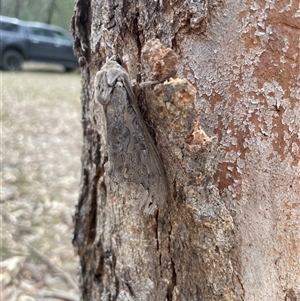 Abantiades (genus) at Talmalmo, NSW - 29 Mar 2025 02:49 PM