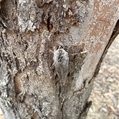 Abantiades (genus) at Talmalmo, NSW - 29 Mar 2025 02:49 PM