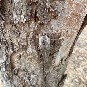 Abantiades (genus) at Talmalmo, NSW - 29 Mar 2025 02:49 PM