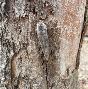 Abantiades (genus) at Talmalmo, NSW - 29 Mar 2025 02:49 PM
