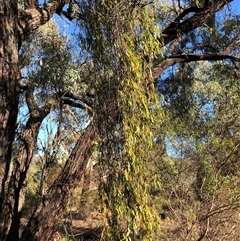 Amyema miquelii at Crowther, NSW - 30 Mar 2025 09:05 AM