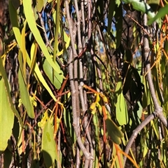Amyema miquelii at Crowther, NSW - 30 Mar 2025 09:05 AM