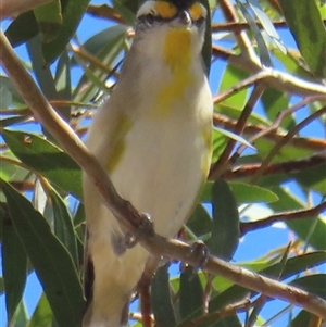 Pardalotus striatus at Mallee, NSW - 31 Mar 2025 02:58 PM