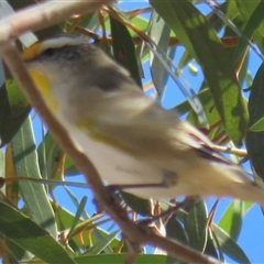 Pardalotus striatus at Mallee, NSW - 31 Mar 2025 02:58 PM