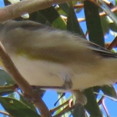 Pardalotus striatus at Mallee, NSW - 31 Mar 2025 02:58 PM