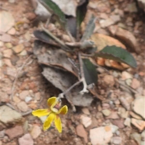 Goodenia hederacea subsp. hederacea at Carwoola, NSW - 30 Mar 2025 12:36 PM