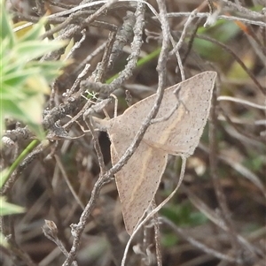 Epidesmia hypenaria at Carwoola, NSW - 30 Mar 2025 12:55 PM