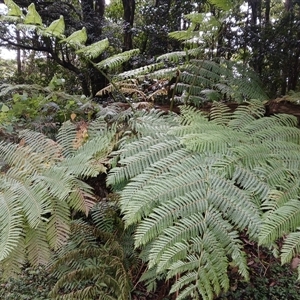 Cyathea cooperi at Jamberoo, NSW - suppressed