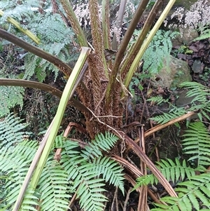Cyathea cooperi at Jamberoo, NSW - suppressed