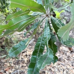 Banksia serrata at Bucketty, NSW - 1 Apr 2025 08:07 AM