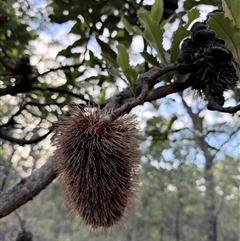Banksia serrata at Bucketty, NSW - 1 Apr 2025 08:07 AM