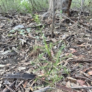 Platysace linearifolia at Bucketty, NSW - 1 Apr 2025 08:09 AM