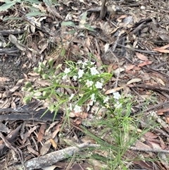 Platysace linearifolia at Bucketty, NSW - 1 Apr 2025 08:09 AM