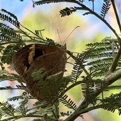 Heteronympha merope at Bucketty, NSW - 1 Apr 2025 08:13 AM