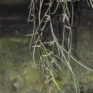 Dockrillia striolata at North Nowra, NSW - suppressed