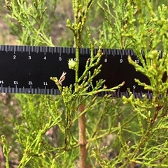 Callitris endlicheri at Crowther, NSW - 29 Mar 2025 11:29 AM