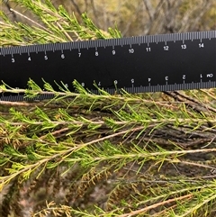 Cassinia sifton at Crowther, NSW - 29 Mar 2025 11:23 AM