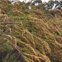 Cassinia sifton at Crowther, NSW - 29 Mar 2025 11:23 AM
