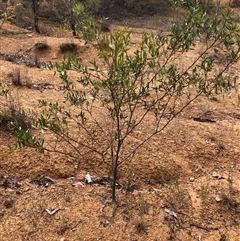 Acacia verniciflua at Crowther, NSW - 29 Mar 2025 11:19 AM