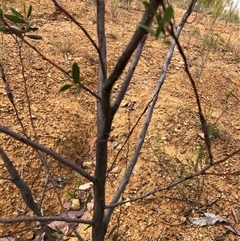 Acacia verniciflua at Crowther, NSW - 29 Mar 2025 11:19 AM