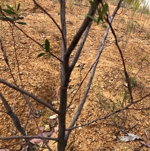 Acacia verniciflua at Crowther, NSW - 29 Mar 2025 11:19 AM